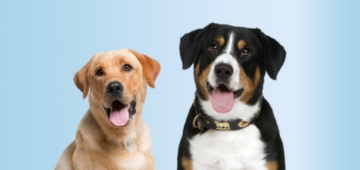 se permiten perros en los trenes de amtrak